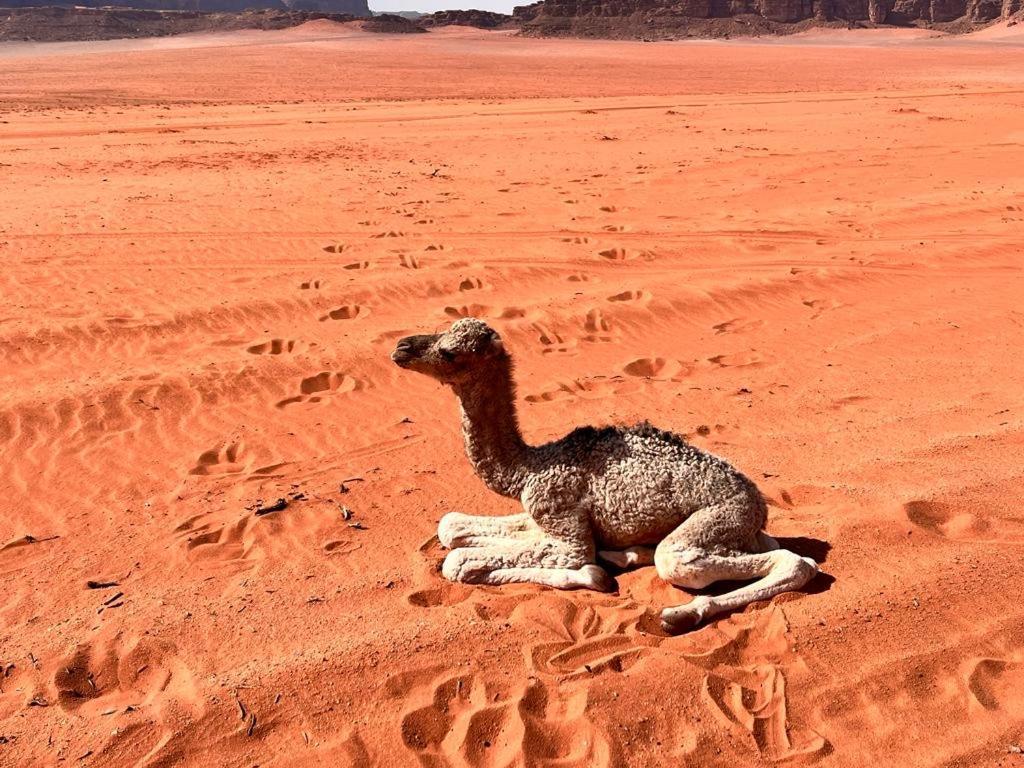 Wadi Rum Sky Tours & Camp Luaran gambar